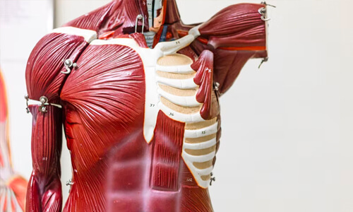 Anatomy & Physiology (Online Course)